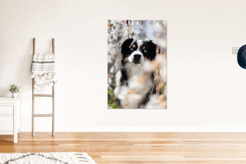 JB Canine Ladder with Blanket