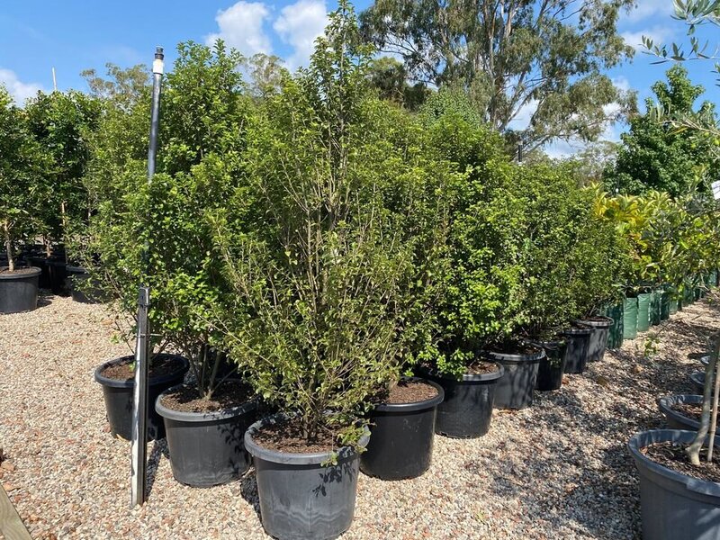 Pittosporum Tenuifolium - Pittosporum Green Pillar