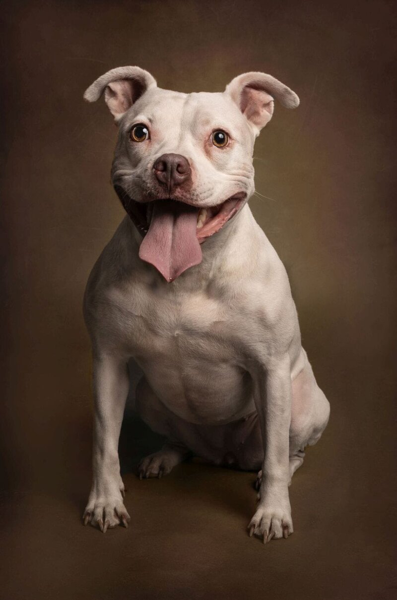 lilla-bordas-portraits-tampa-DOG-photographer1390_2 - Copy