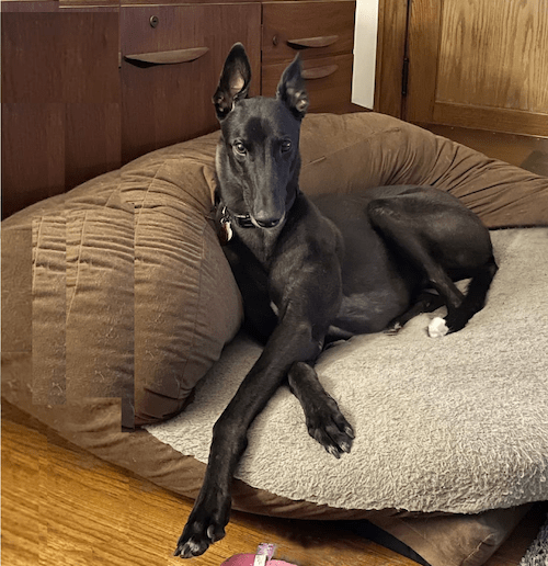pete the greyhound posing on dog bed