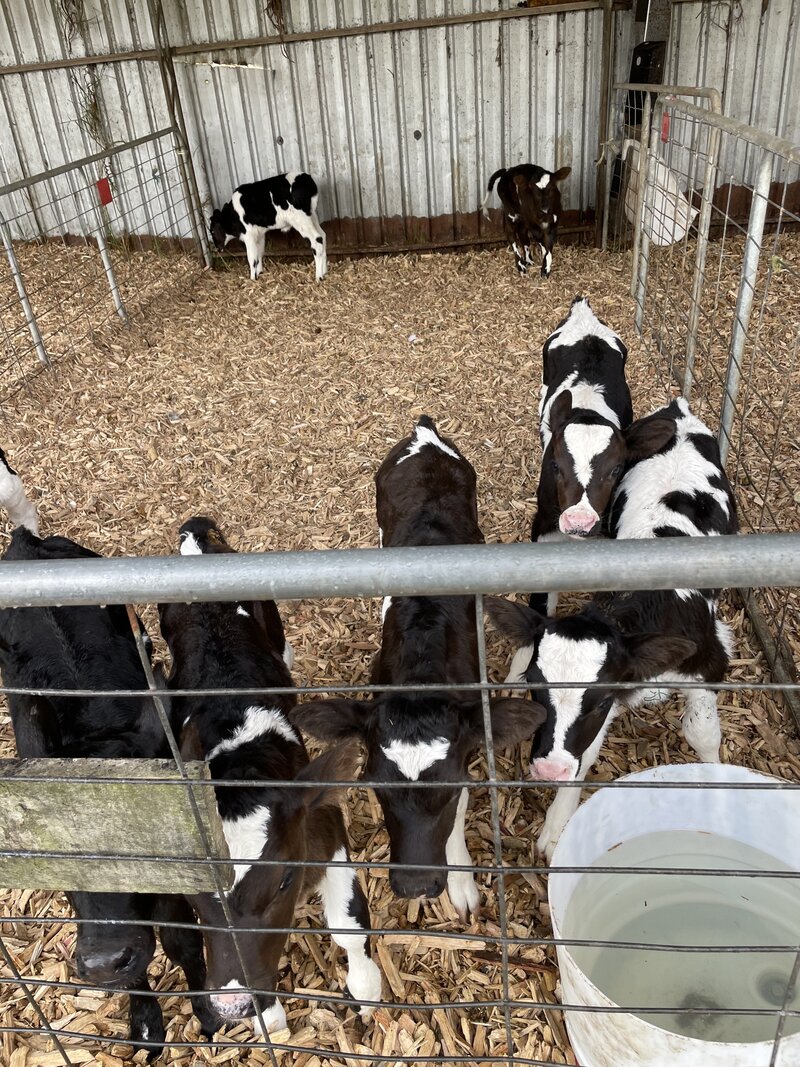piglets in a pen with recycled pallet mulch 