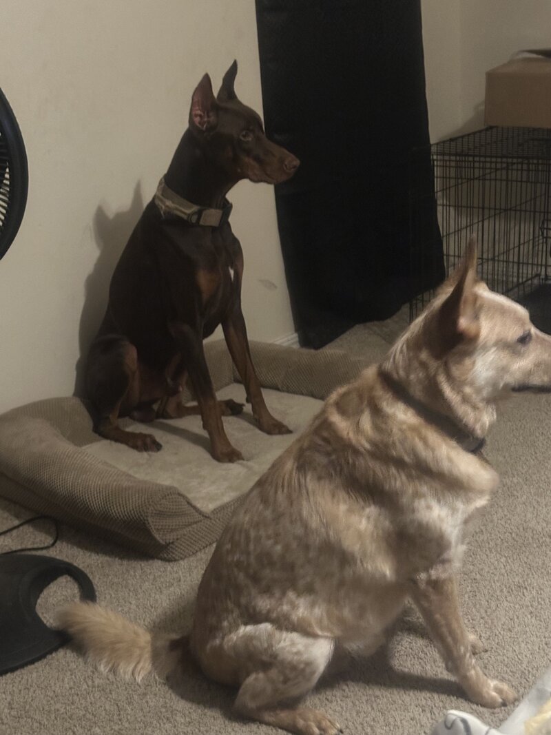 happy dogs with dog sitting and boarding business in fort worth texas
