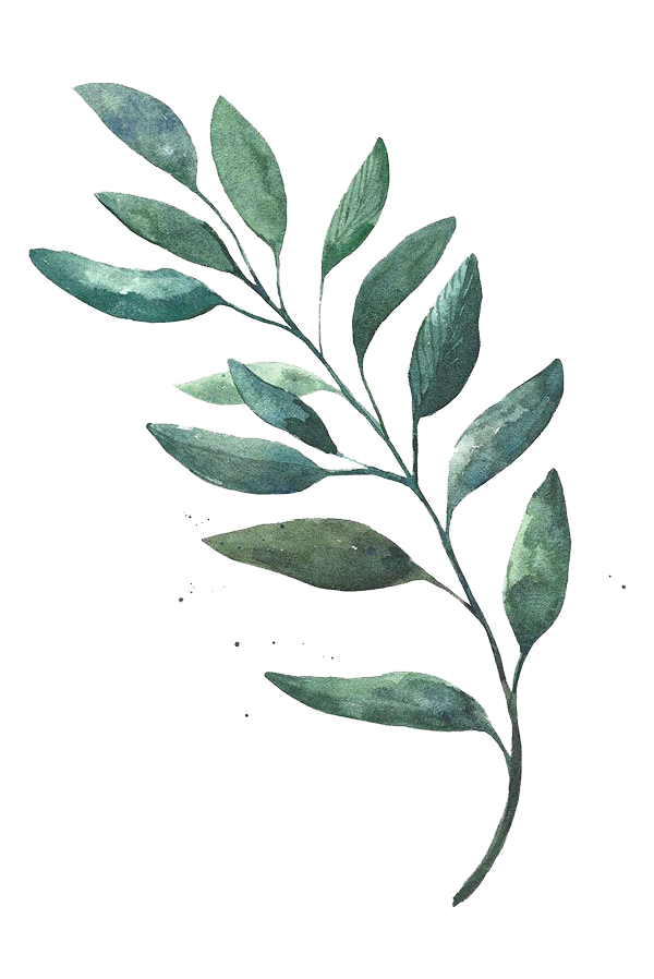 watercolor-eucalyptus-clipart-11