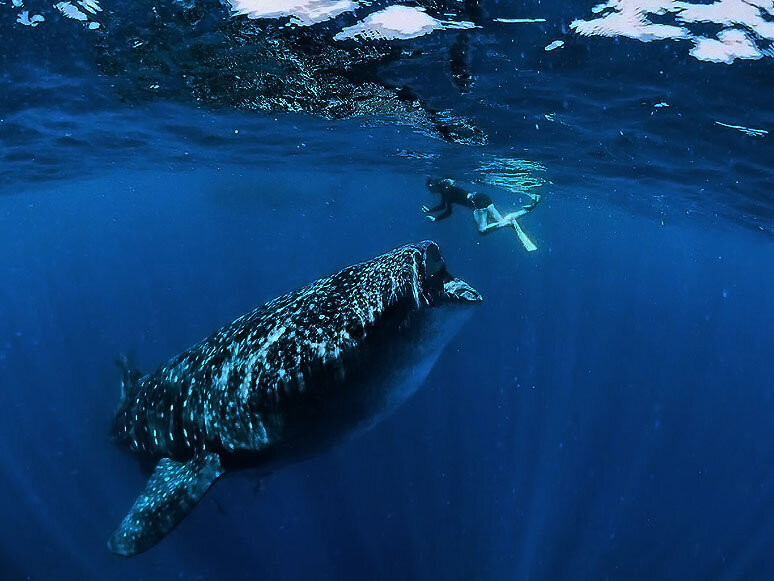 danielle diving with whale sharks underwater