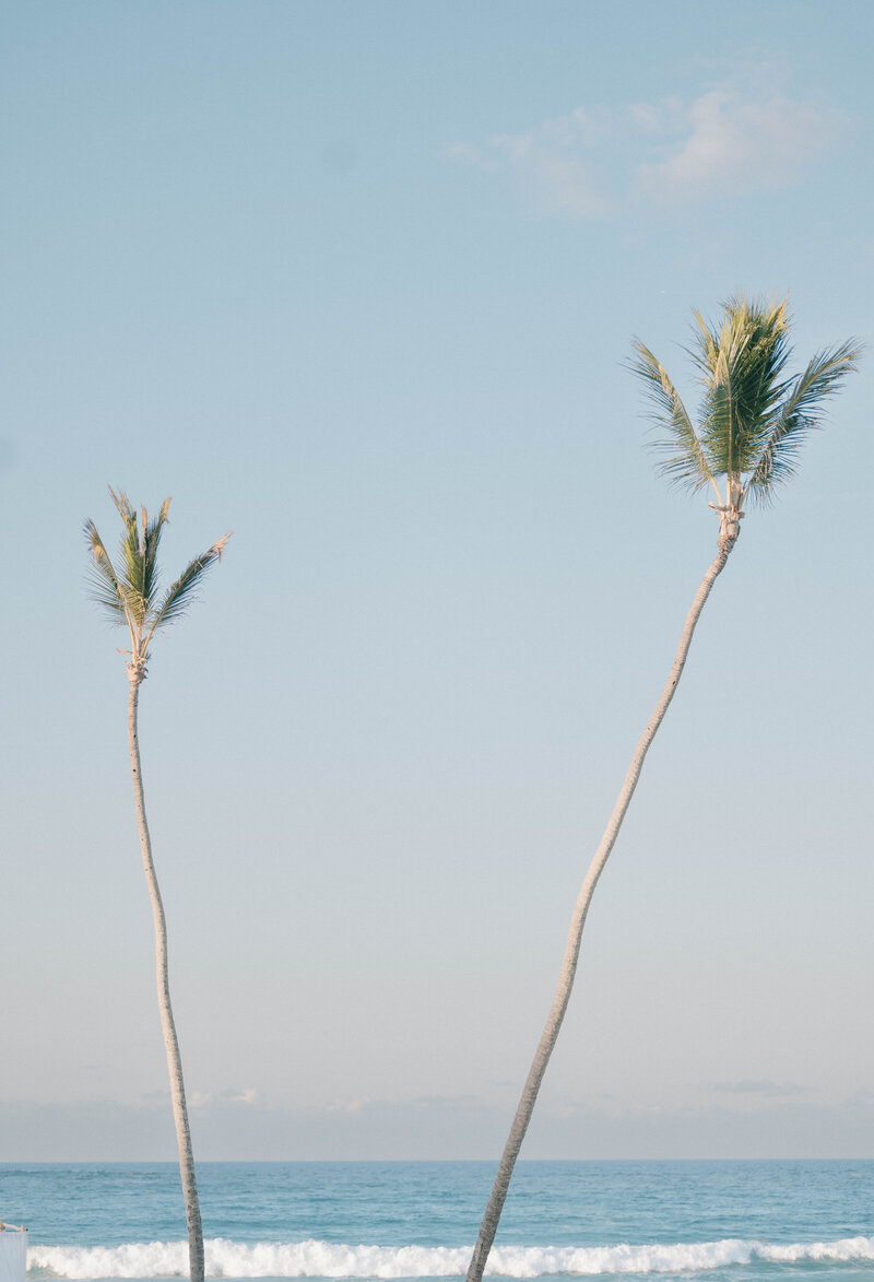 palm trees sway by the ocean in Punta Cana