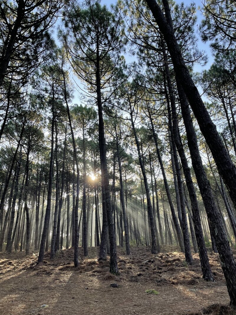 forêt de pins dans les Landes