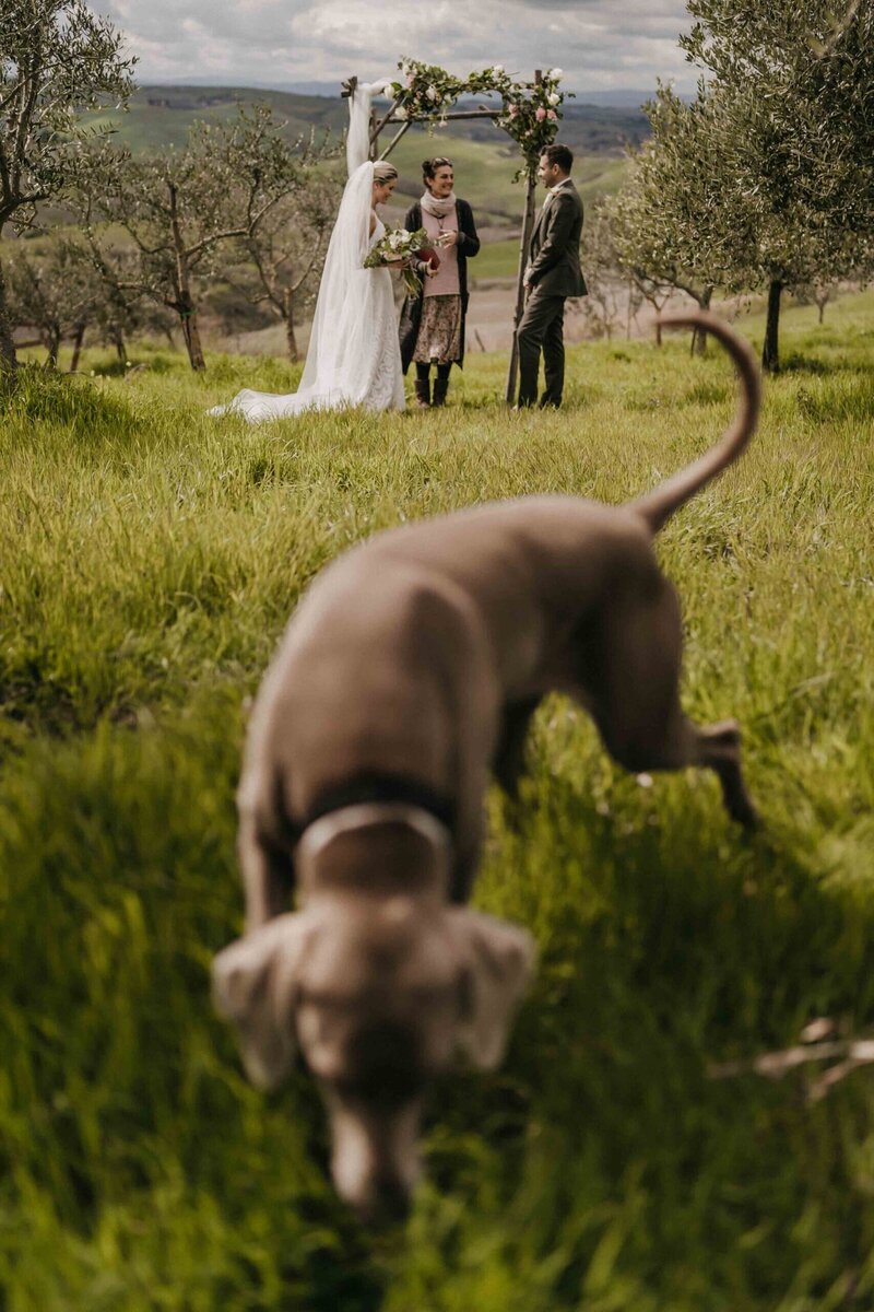 intimate wedding at the lazy olive villa