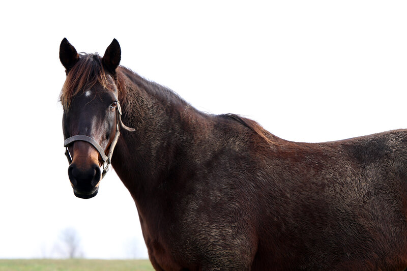 Thoroughbred mare Roxy Gap at pasture.