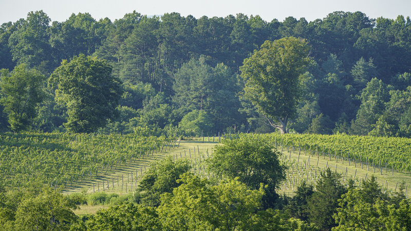 overlooking a green field with trees on a vineyard
