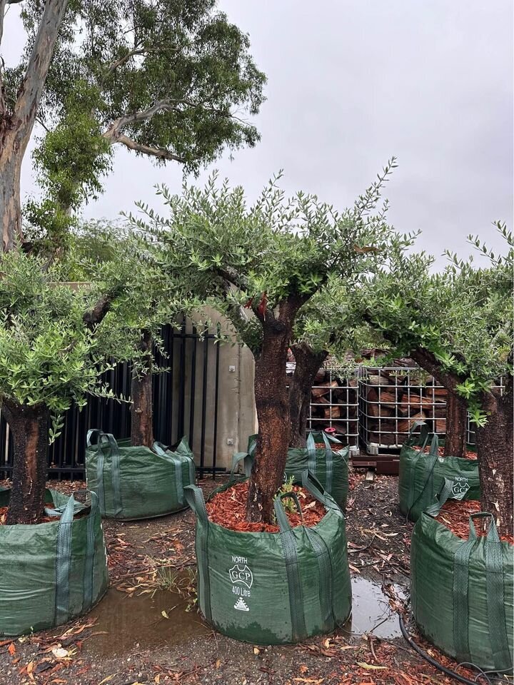 OLEA EUROPAEA 'EUROPEAN' - mature tree sydney - go green nurseries