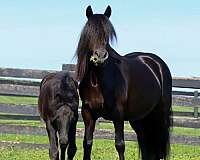 breeders-trust-fell-pony