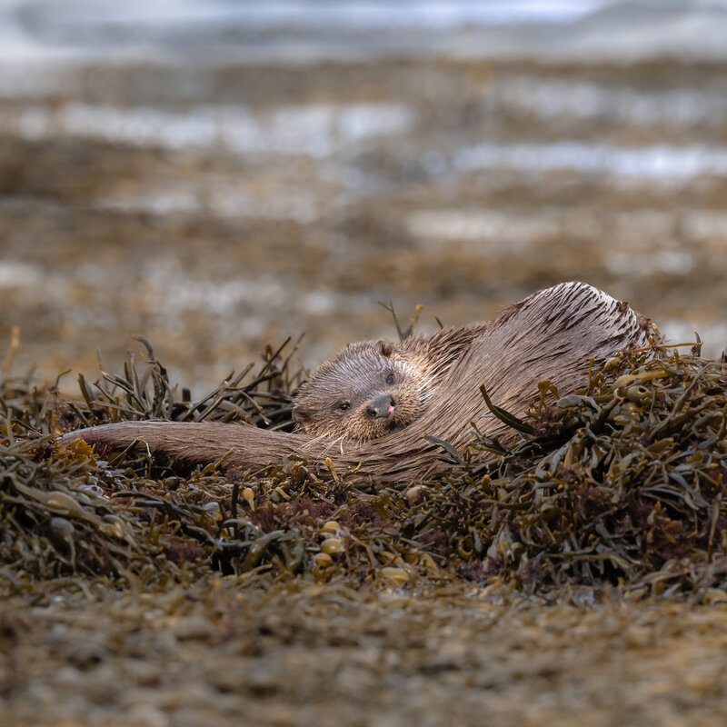 Isle of Mull photography workshop otters wildlife