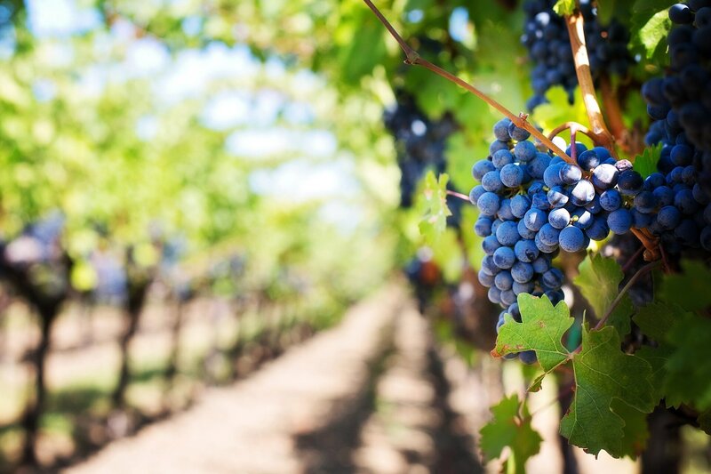 red grapes in vineyard