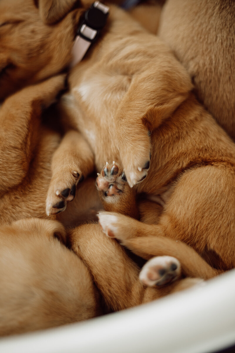 Picture of Labrador Puppy