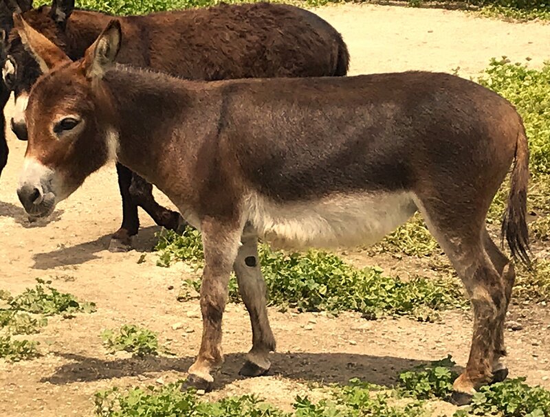 x Reggia - red jennet 2 yr
