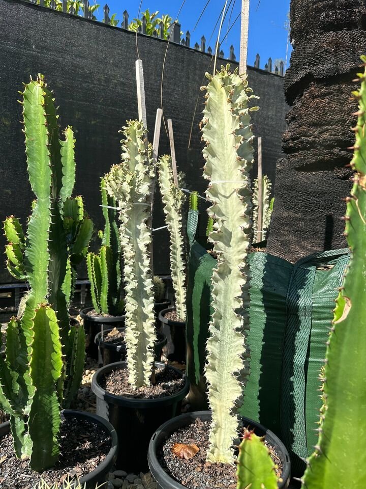 Euphorbia Ammak | African Candelabra