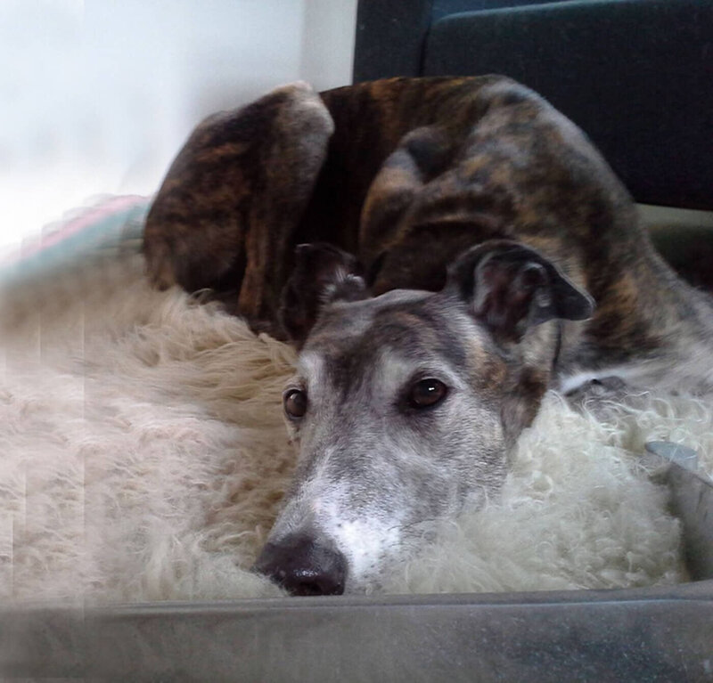 dark brindle greyhound echo on fluffy rug in home office