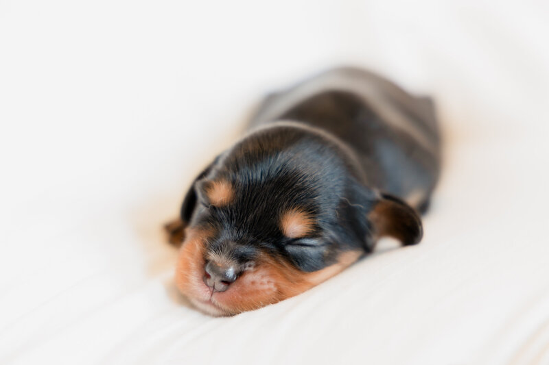 Puppies1-17