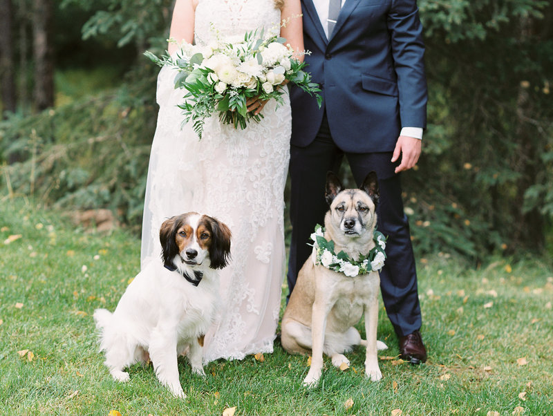 Alaska wedding dogs