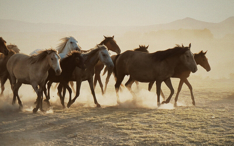 wild mustang horses from helicopter tour