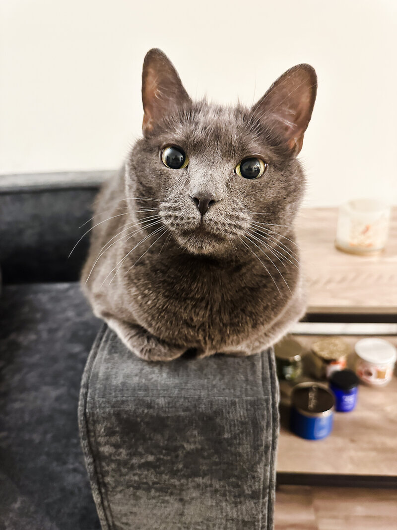 Picture of cute gray cat on the couch