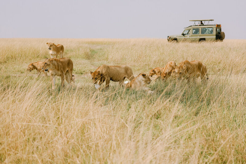 safariedited-059