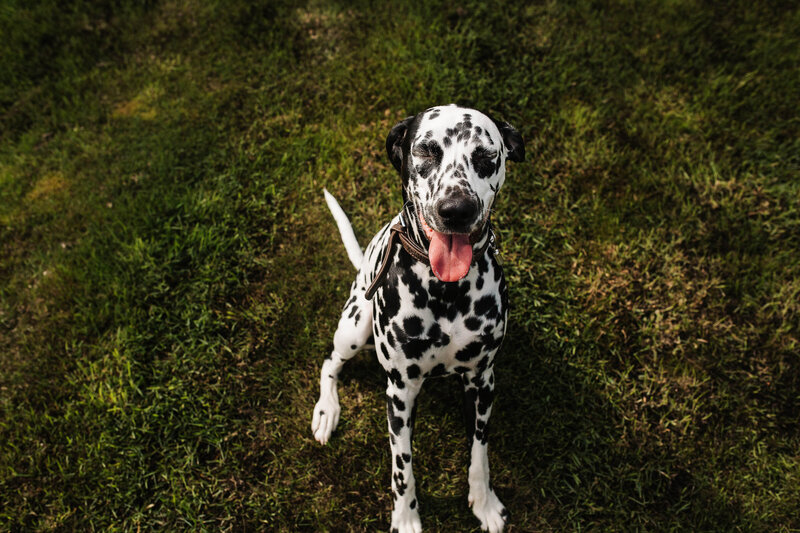 A dalmation dog smiling with it's tongue sticking out on a pet photo shoot in Keighley