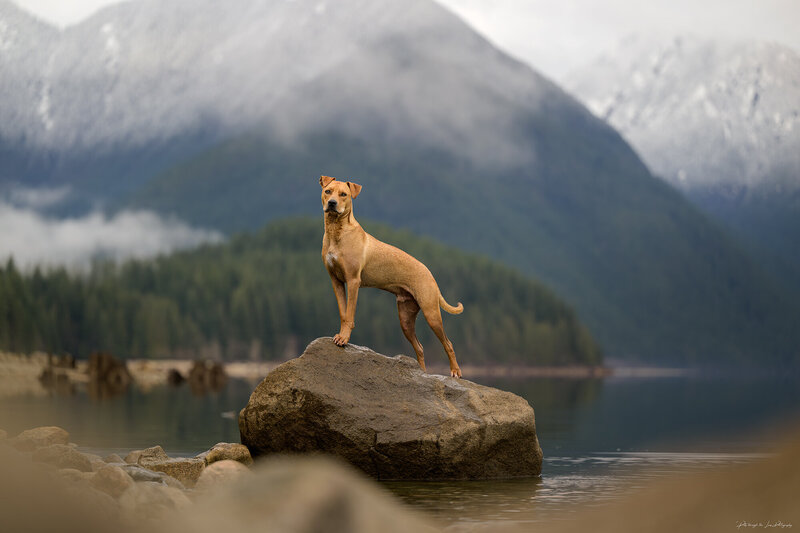A handsome brown dog sitting on a rock during an outdoor dog photo shoot in  Maple Ridge, BC