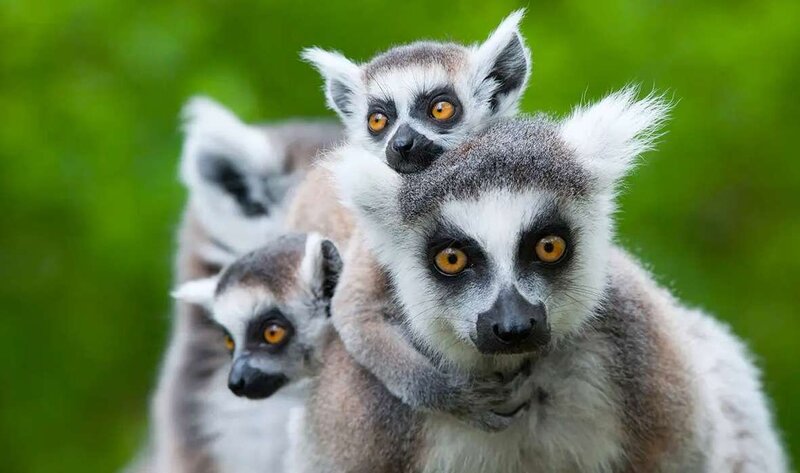 lemurs
