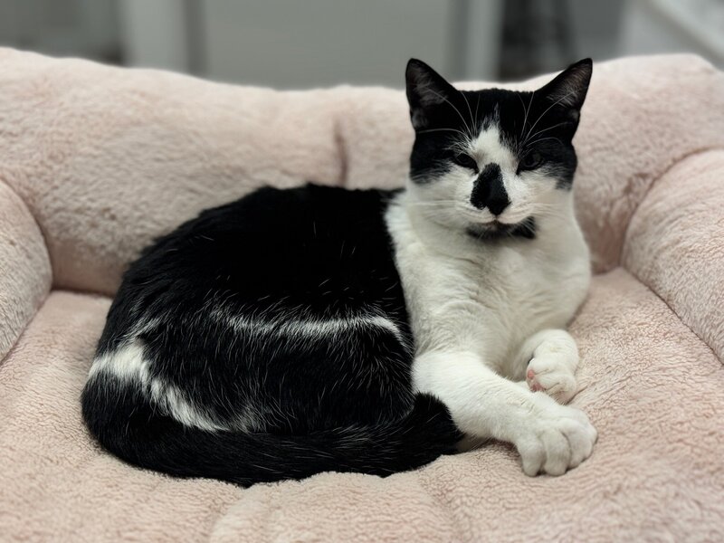 Black and white cat curled up on a fuzzy pink bed 