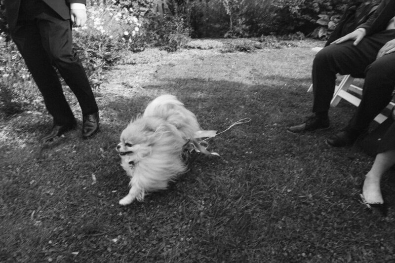 dog-film-wedding-photographer-raphaellegranger-2