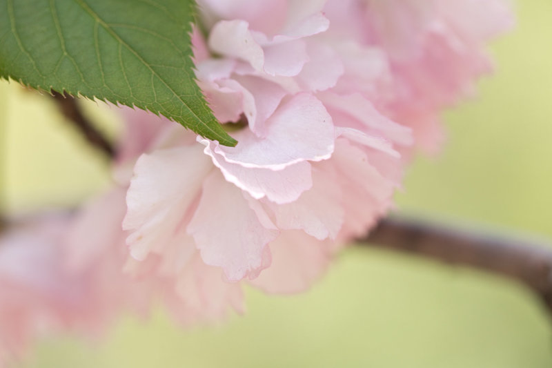 Macro photograph of pink cherry blossom in Central Park NYC