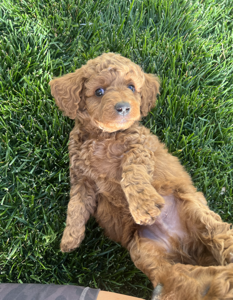 Screenshot 2024-09-24 at 6.30.18 AM