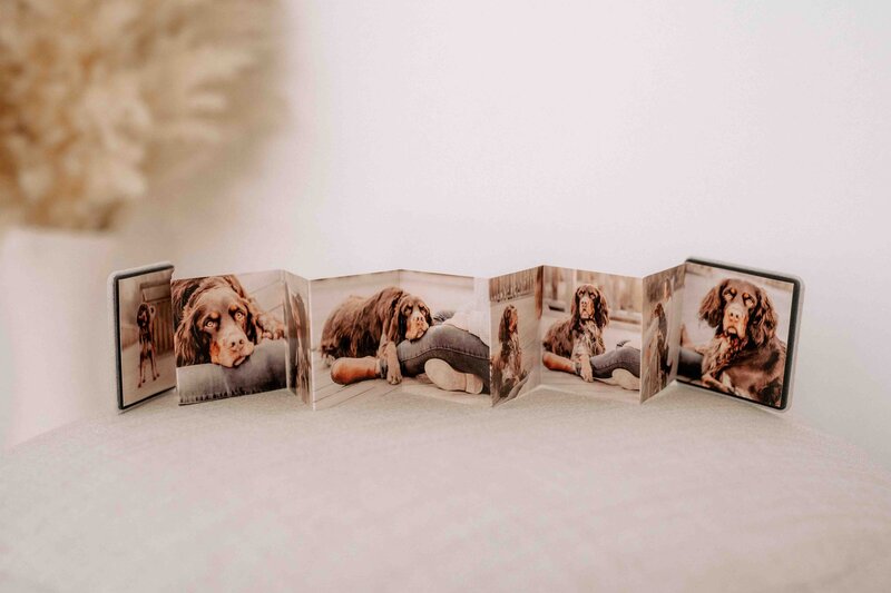 Stadtpfoten_HundefotografieWien_produkte_HundundMensch_©MagdalenaDeutsch_8