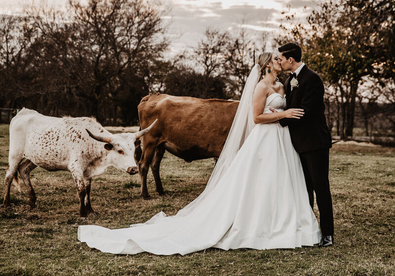 bride and groom kissing by cattle