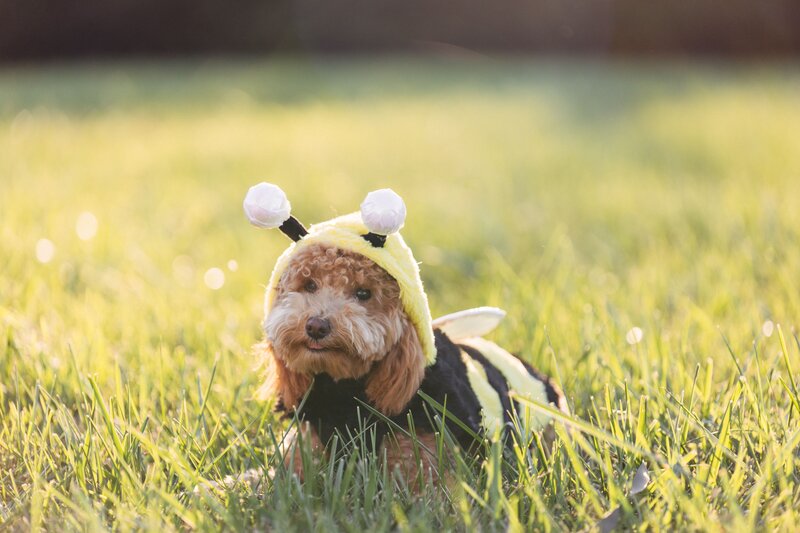 Puppy Dressed As A Bee