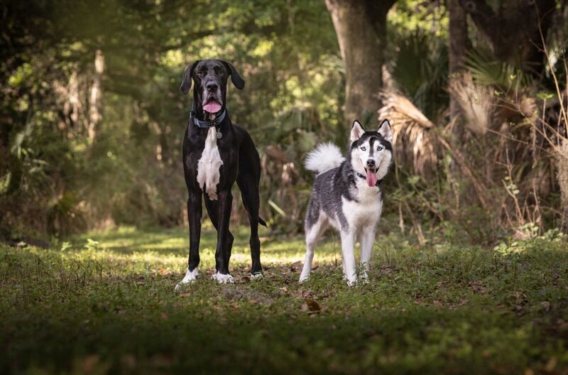 lilla-bordas-portraits-tampa-DOG-photographer1387_2 - Copy