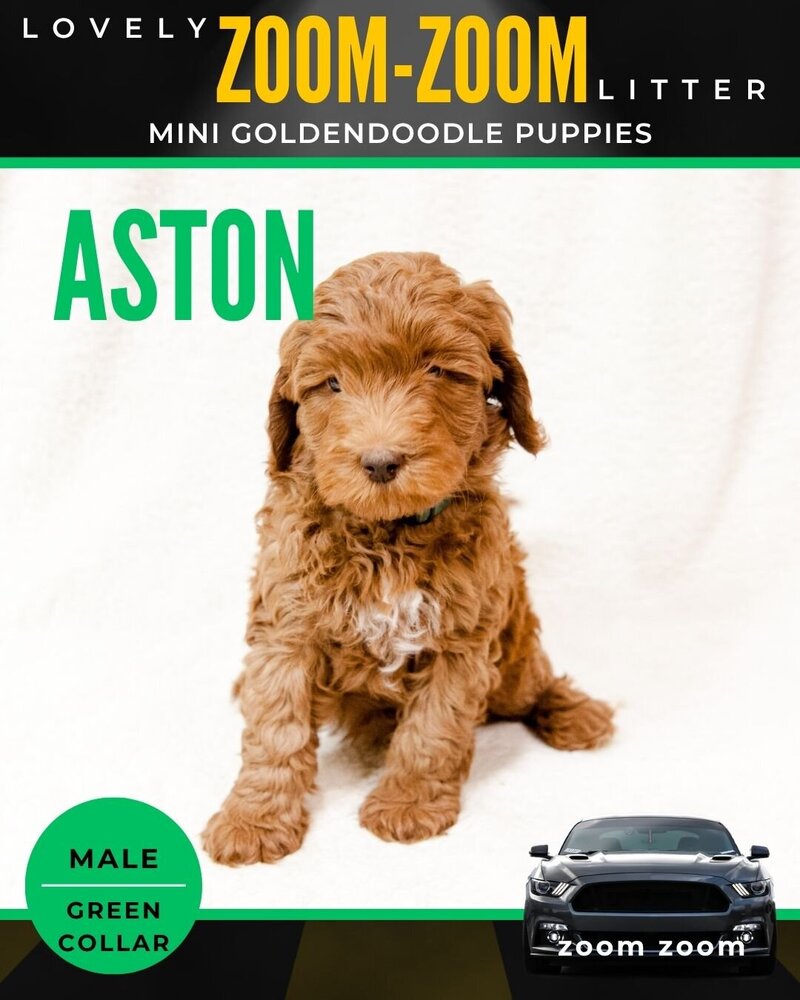 Zoom - Green Aston Male