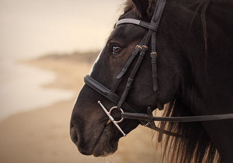 Image of a ebony mare on the beach. Fine art close up of head head and bridal looking into the water. Taken in Caistor by Equine Portrait Photographer Claire Howes, Norwich.