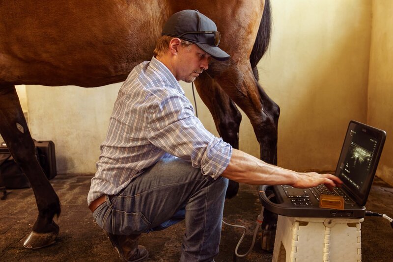 horse brand photo session