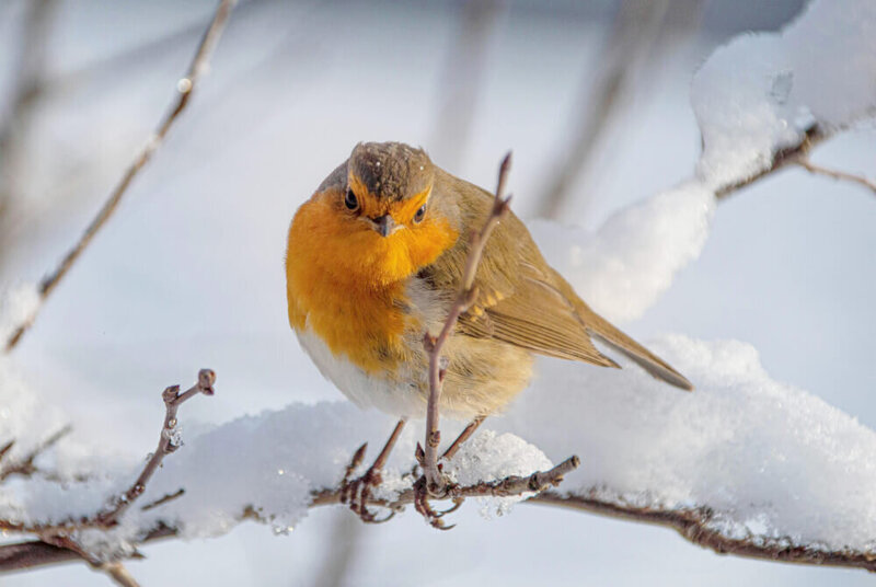 Robin Spiritual Meaning - David William Psychic Medium