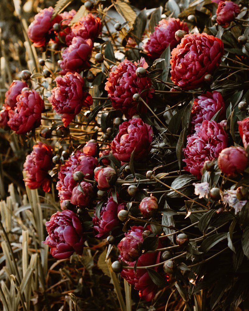 A bush of burgundy flowers.