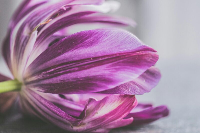 Delicate purple flower