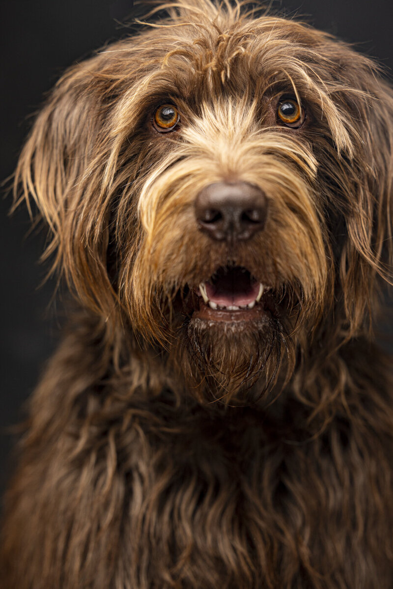 2022Bend_Oregon_Pet_Portrait_Photograhy-2