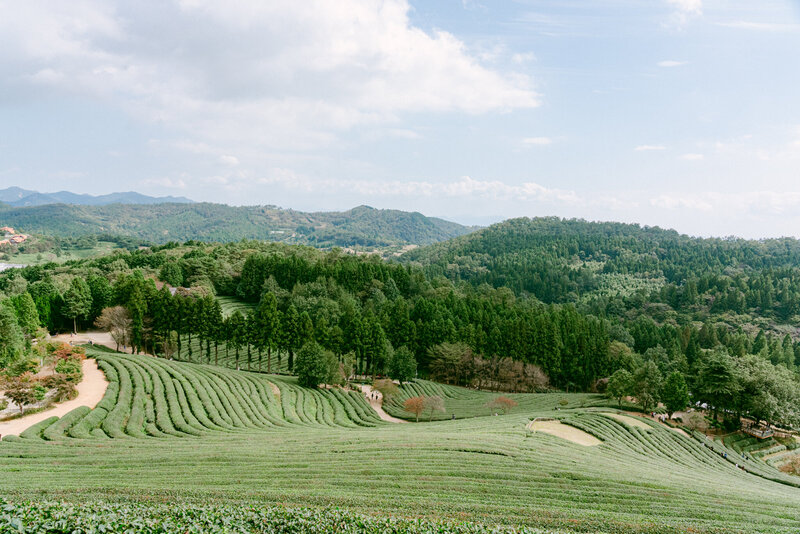 Spring editorial session photographed in the rolling green tea fields of Boseong, Korea by top luxury wedding destination photographer Michael Asmussen. Lush rows of matcha and soft light create a timeless setting for quiet romance and refined editorial storytelling.”  목가적인 보성 녹차밭에서 촬영된 봄 에디토리얼. 목적지 웨딩 포토그래퍼 마이클 아스무센이 담아낸 푸른 녹차밭과 부드러운 빛이 어우러진 고요하고 세련된 로맨스의 순간