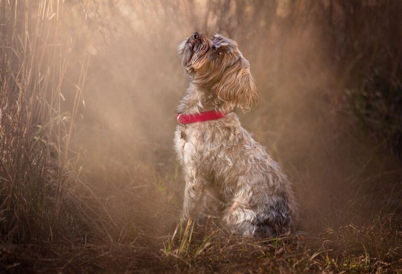 lilla-bordas-portraits-tampa-DOG-photographer1419_1_1