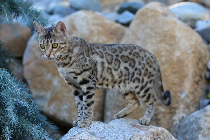 The Bengal Breed