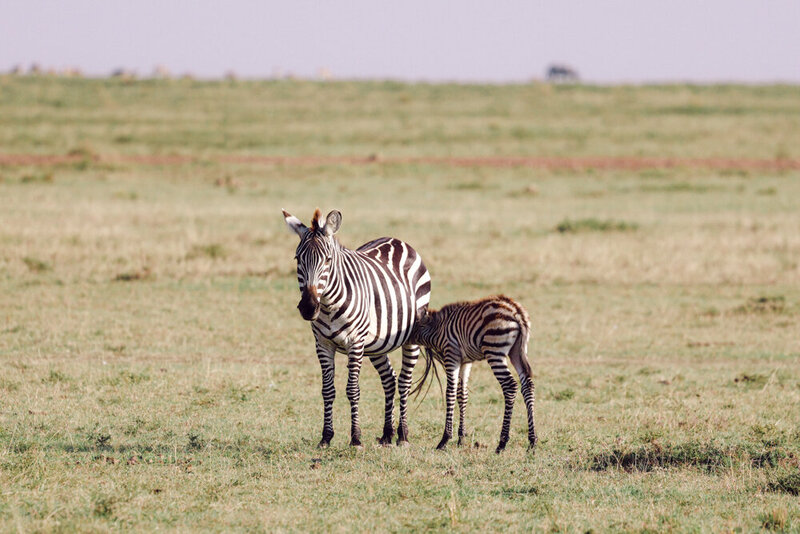 safariedited-282