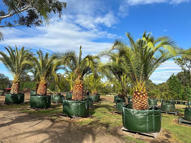 Mature Canary Island Date Palm - PHOENIX CANARIENSIS - Sydney Plant Nursery - Go Green Nurseries