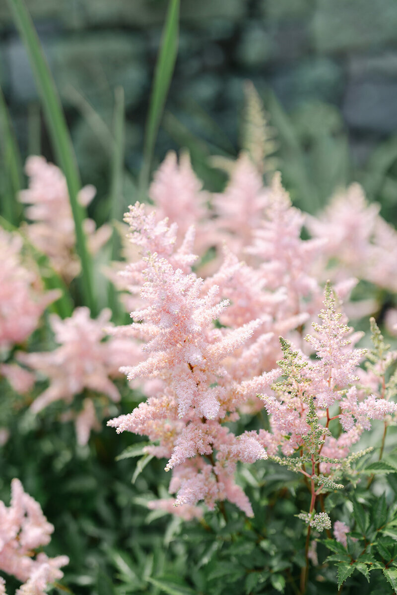 eolia-mansion-flowers-garden